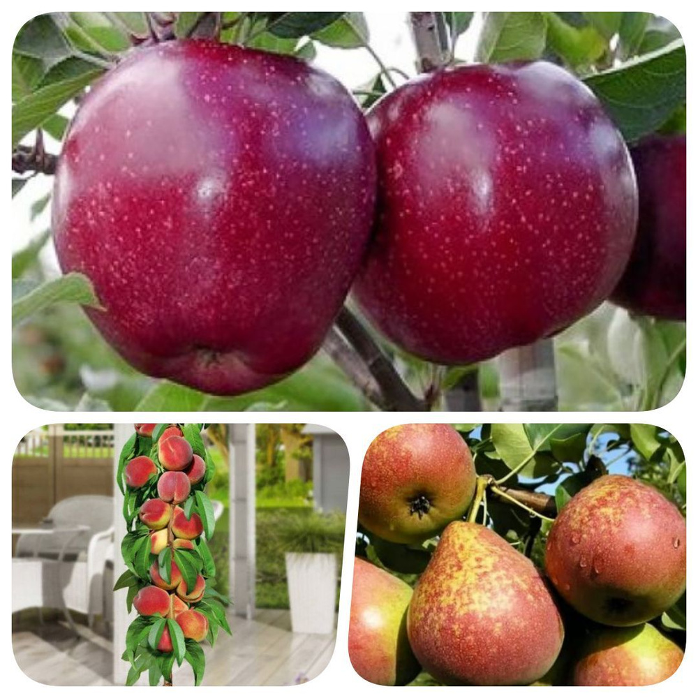 Набор из 3-х саженцев персика колоновидного, груши, яблони \
