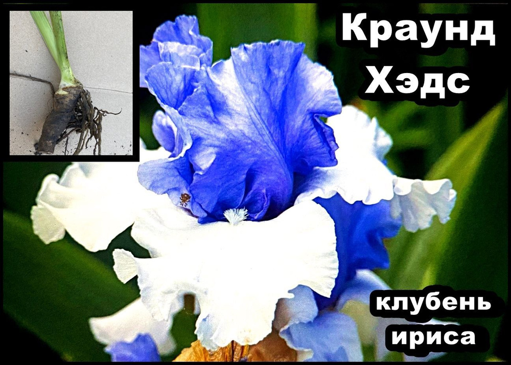Ирис Краунд Хэдс #1