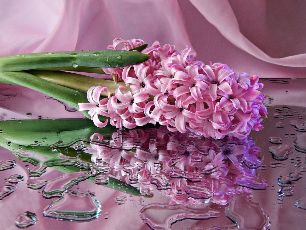 Hyacinthus "Anna Liza" - Луковицы многолетних цветов гиацинта сорта Анна Лиза 3 шт уп  #1
