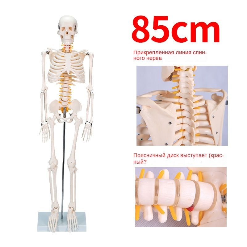 Анатомическая модель скелета человека длиной 180 см с цветной разметкой ...