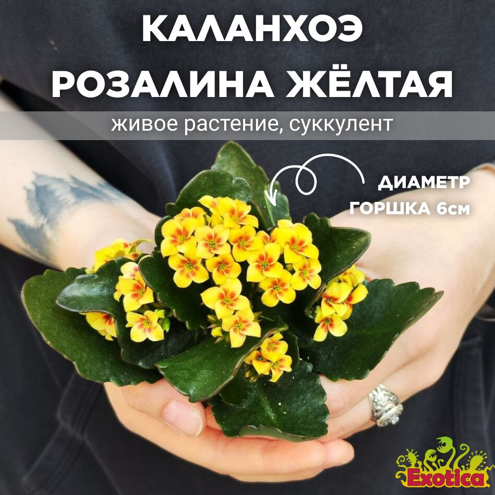 Каланхоэ Розалина Желтая Мэджик (Kalanchoe Rosalina Yellow Magic) D6см #1