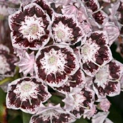 Кальмия широколистная Блэк Лейбл - купить с доставкой по выгодным ценам ...