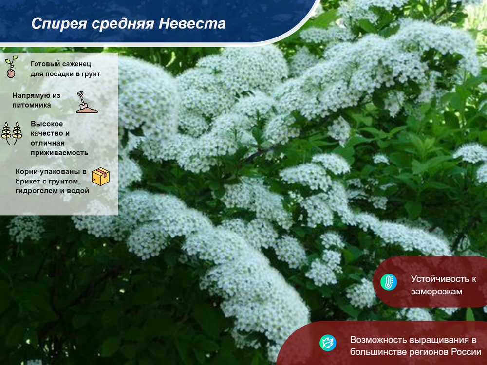 Саженец #1