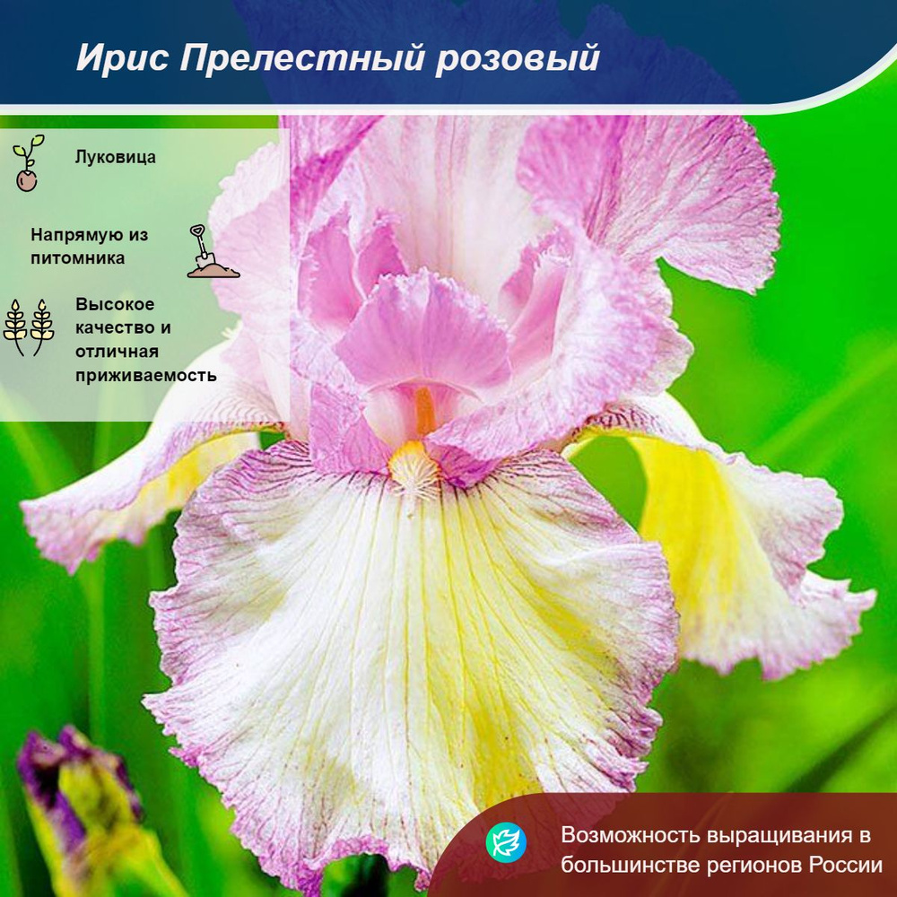 Саженец #1