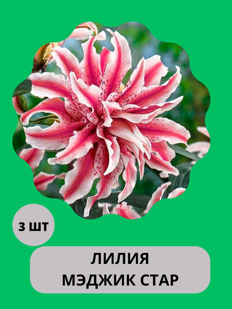 Луковицы Лилии купить по выгодной цене в интернет-магазине OZON ...
