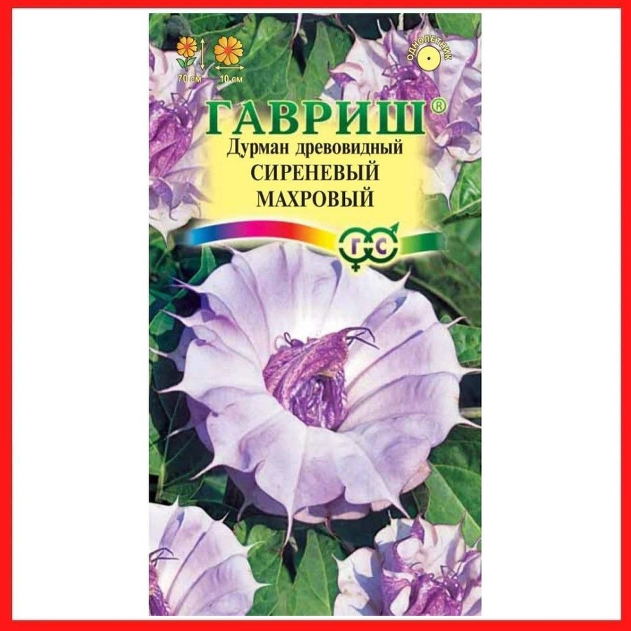 Дурман обыкновенный, посадка и уход. Выращивание дурмана обыкновенного, посадка 