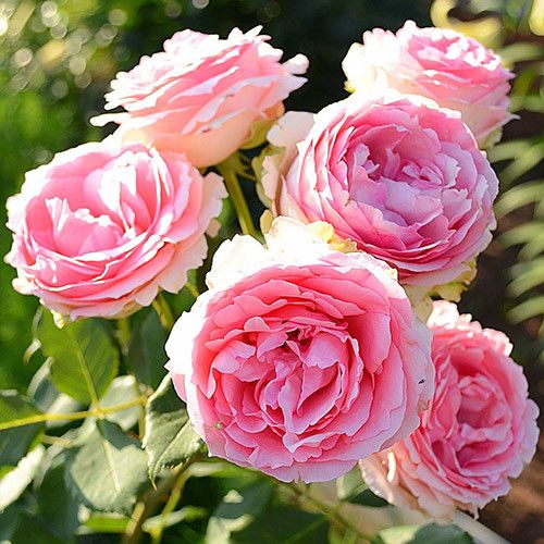 Роза 6718112976.jpg