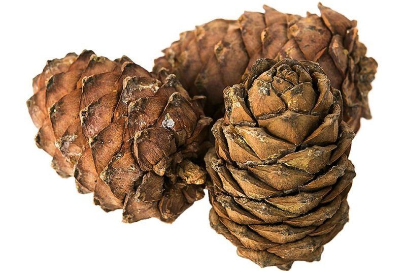 Орыс қыз секс Дик семіз есек