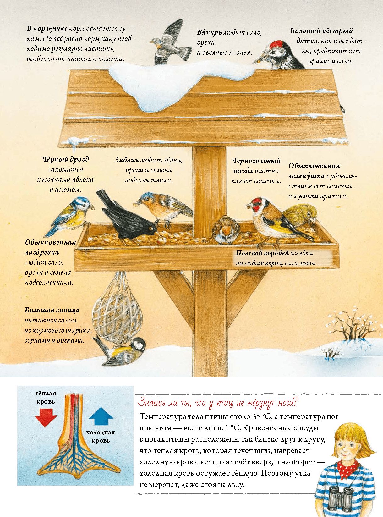 Книга о птицах. BIObook А. Толмачёва | Birds Book. BIObook - Ozon image 6