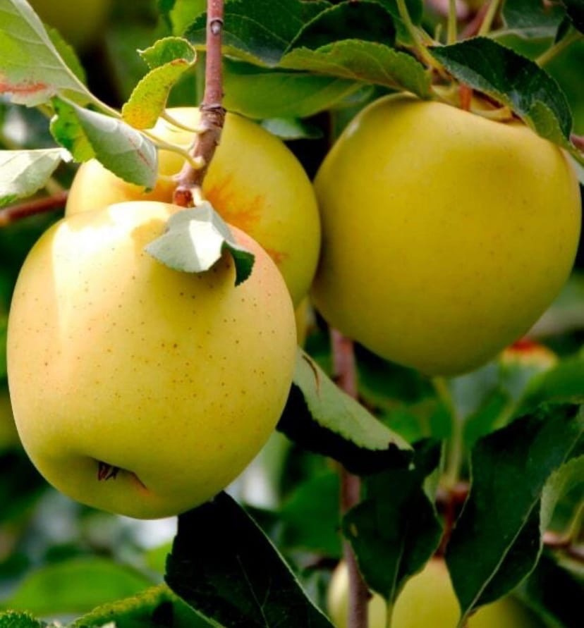Яблоко-груша Голден Делишес. Сорт яблок Голден Делишес. Саженцы яблони Голден Делишес. Голден Делишес. Фото яблони голден