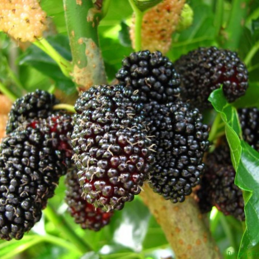 Шелковица черная баронесса дерево фото
