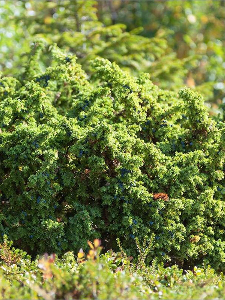 Семена Можжевельник сибирский (Juniperus sibirica Burgsd), 90 штук #1