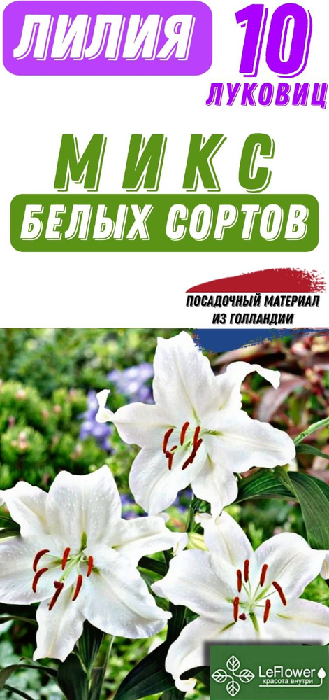 Луковицы #1