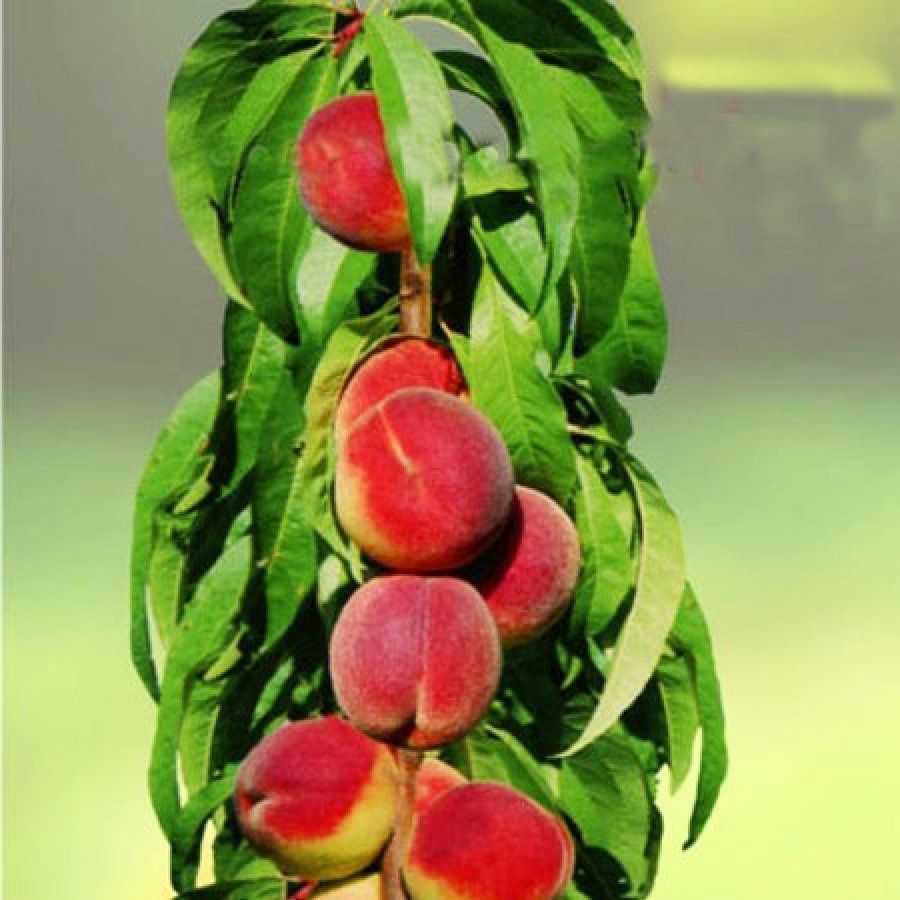 Персик колоновидный Медовый саженец - купить с доставкой по выгодным ценамв интернет-магазине OZON (910418230)