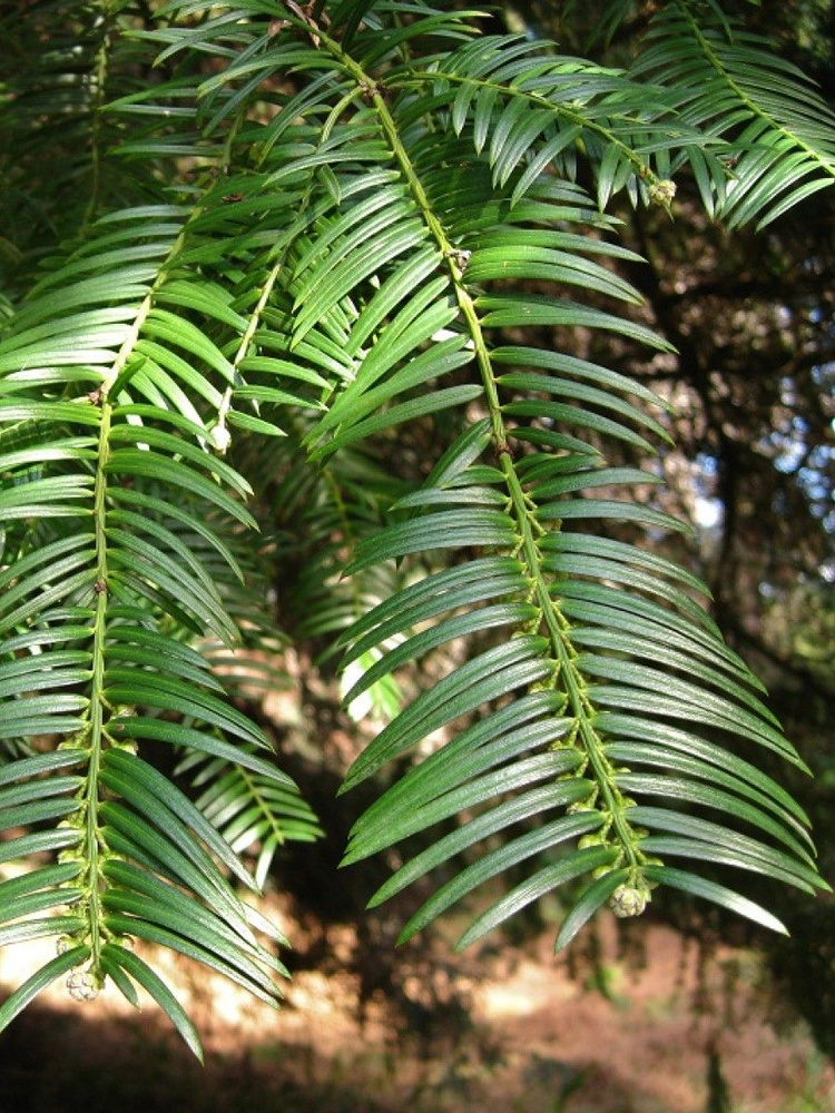 Семена Тис Головчатотисс Харрингтона (Cephalotaxus harringtonia), 5 штук  #1