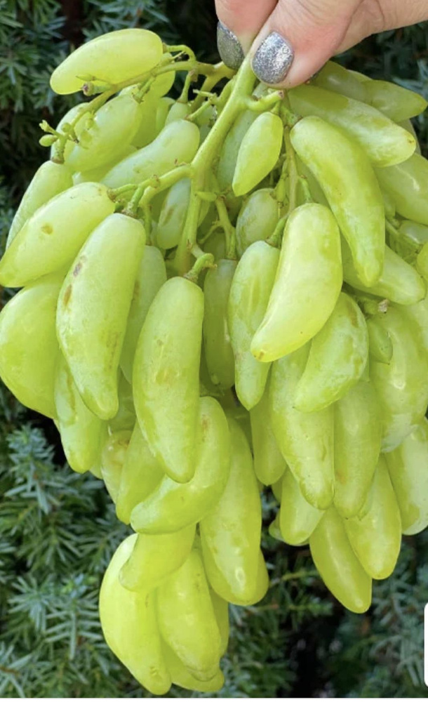 Виноград Азия - купить с доставкой по выгодным ценам в интернет ...