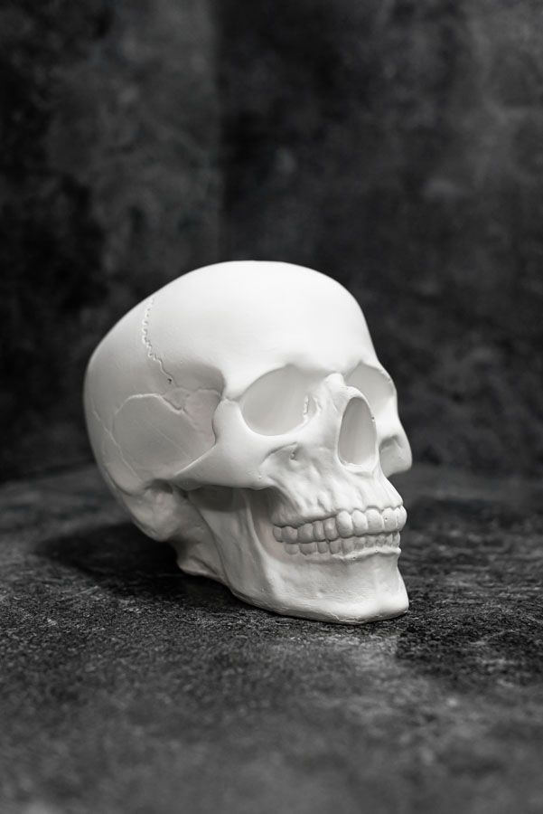 Череп анатомический, гладкий купить на OZON по низкой цене (929810337)