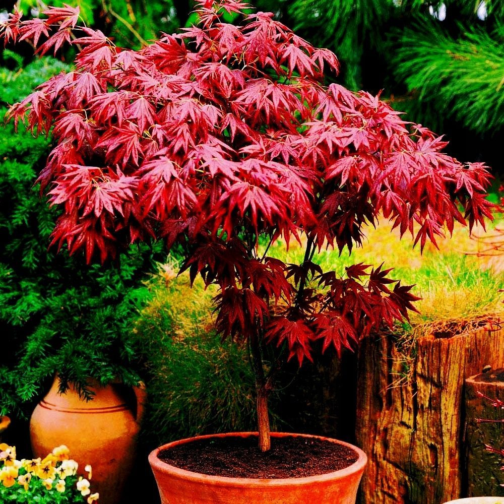 Японский Клен Саженец.