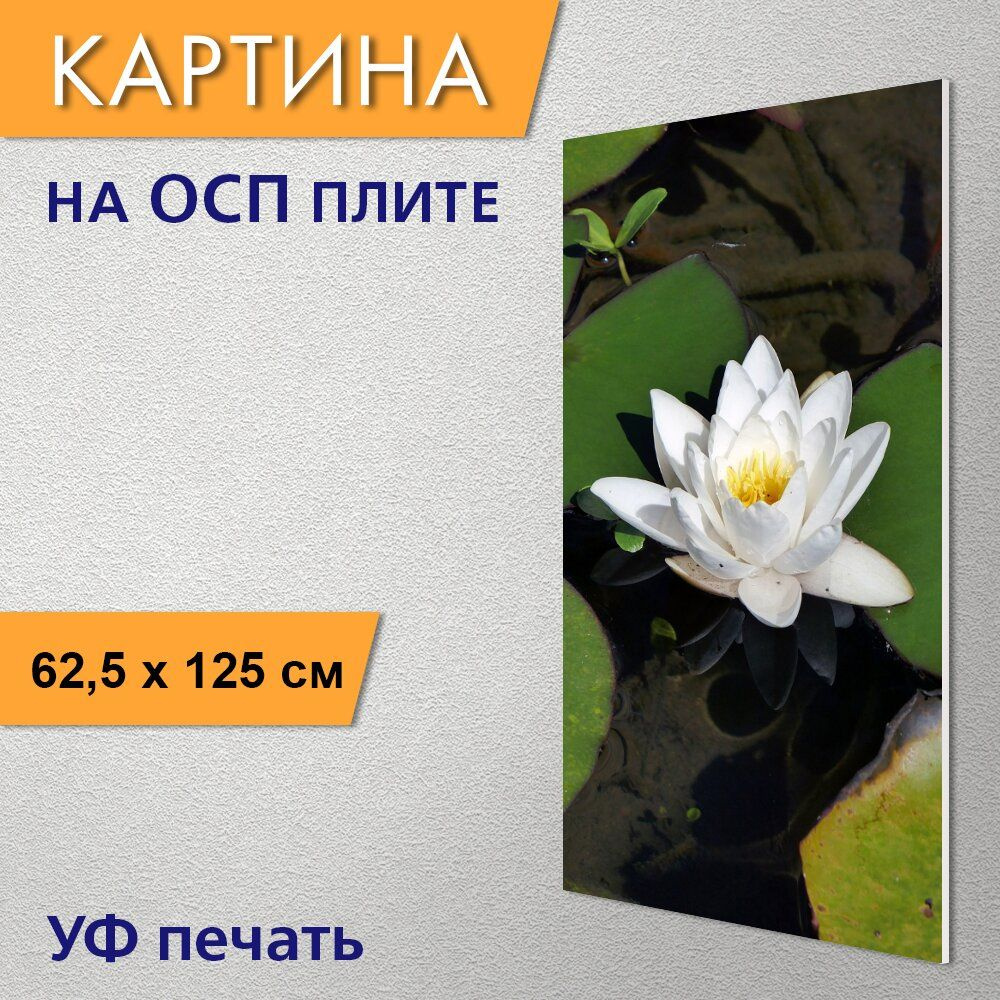 Водяная лилия (нимфея): виды, посадка и уход за цветком в пруду