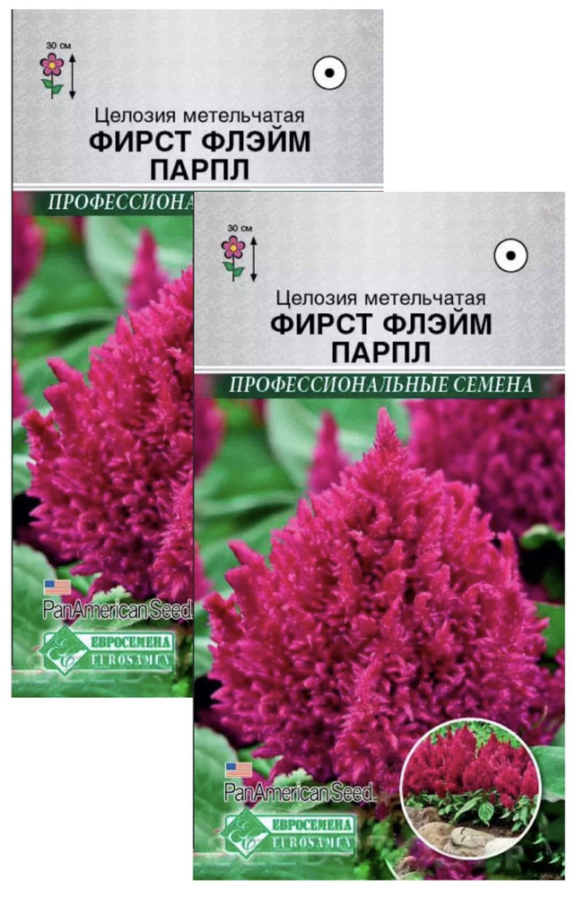 Целозия метельчатая ФИРСТ ФЛЕЙМ ПАРПЛ / PanAm Seeds, 2 пакета, семена 10 шт, Евросемена  #1