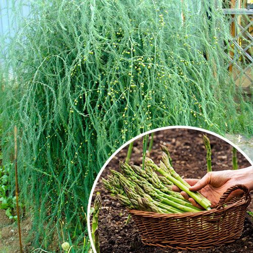 Аспарагус Бэклим (Спаржа), 1 штука - купить с доставкой по выгодным ...