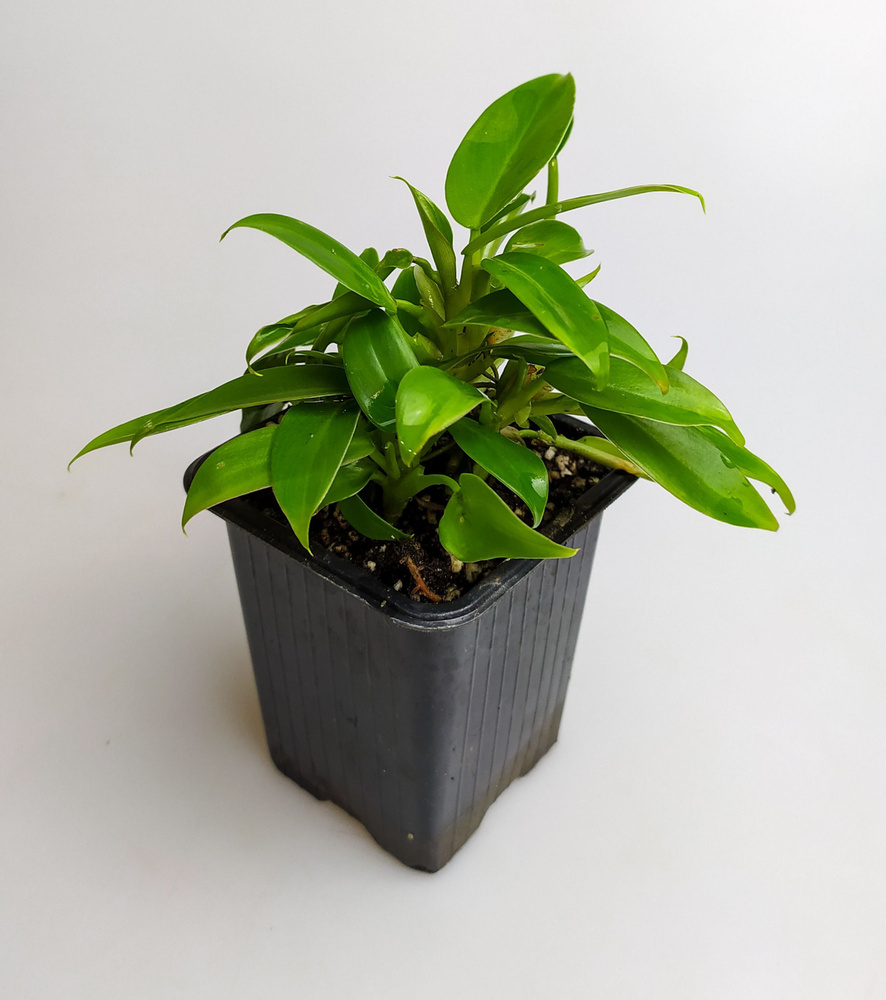 Philodendron wend imbe (  )   OZON     (1020574293)