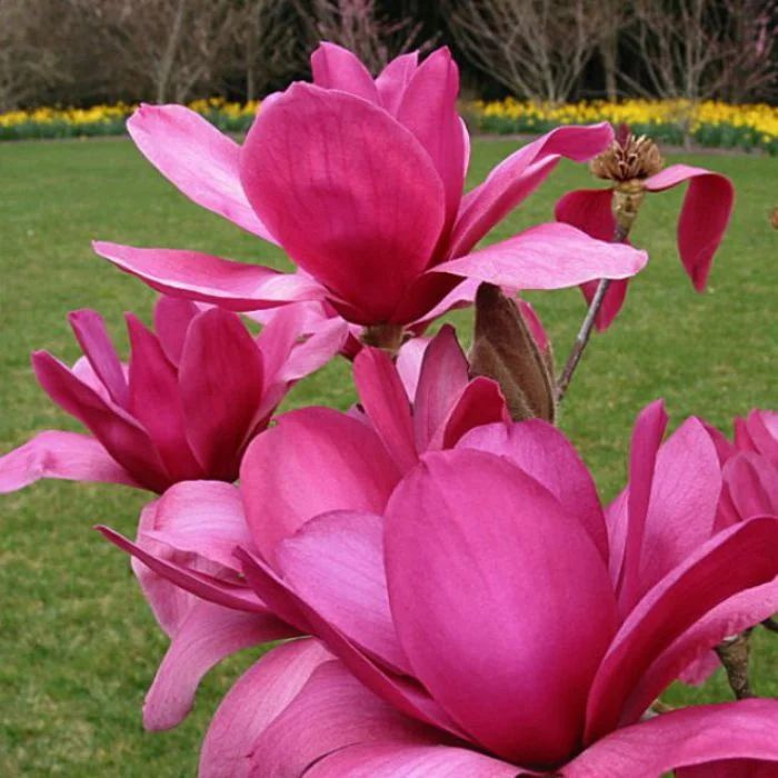 Магнолия Феликс саженец #1