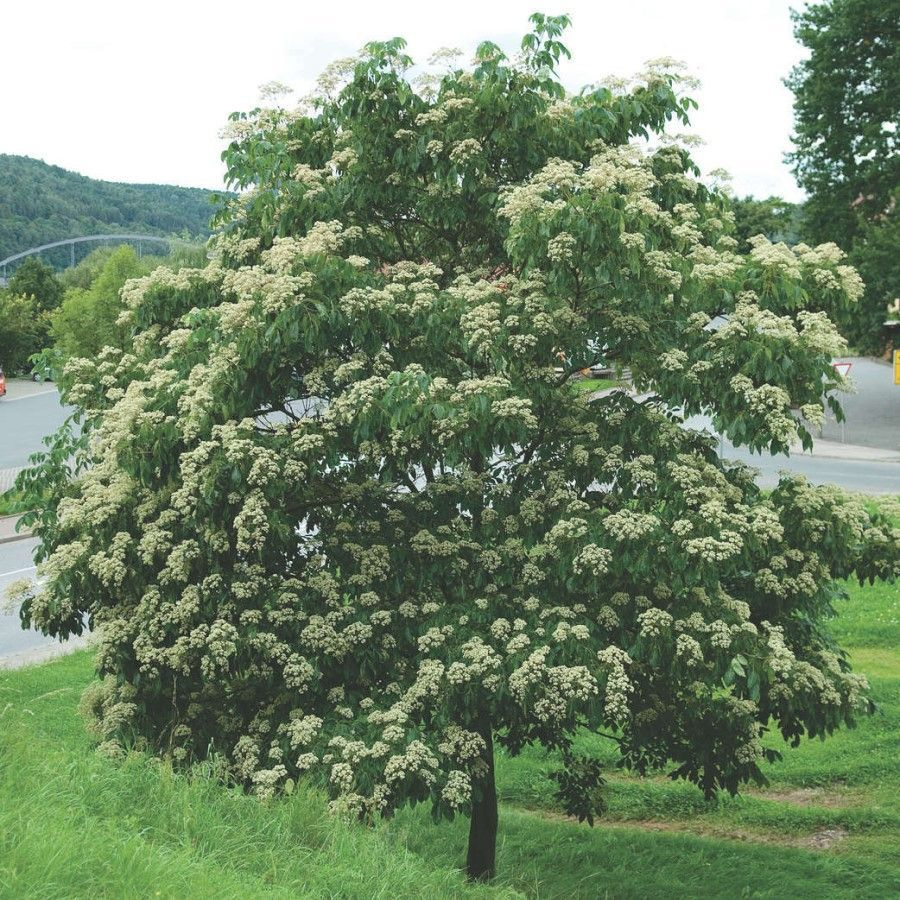 Семена Эводия Даниэля (Tetradium daniellii), 10 штук