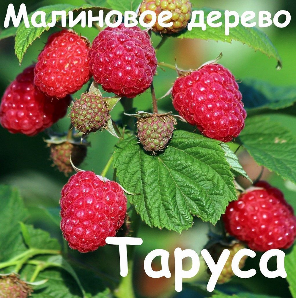 Малиновое дерево Таруса саженец #1