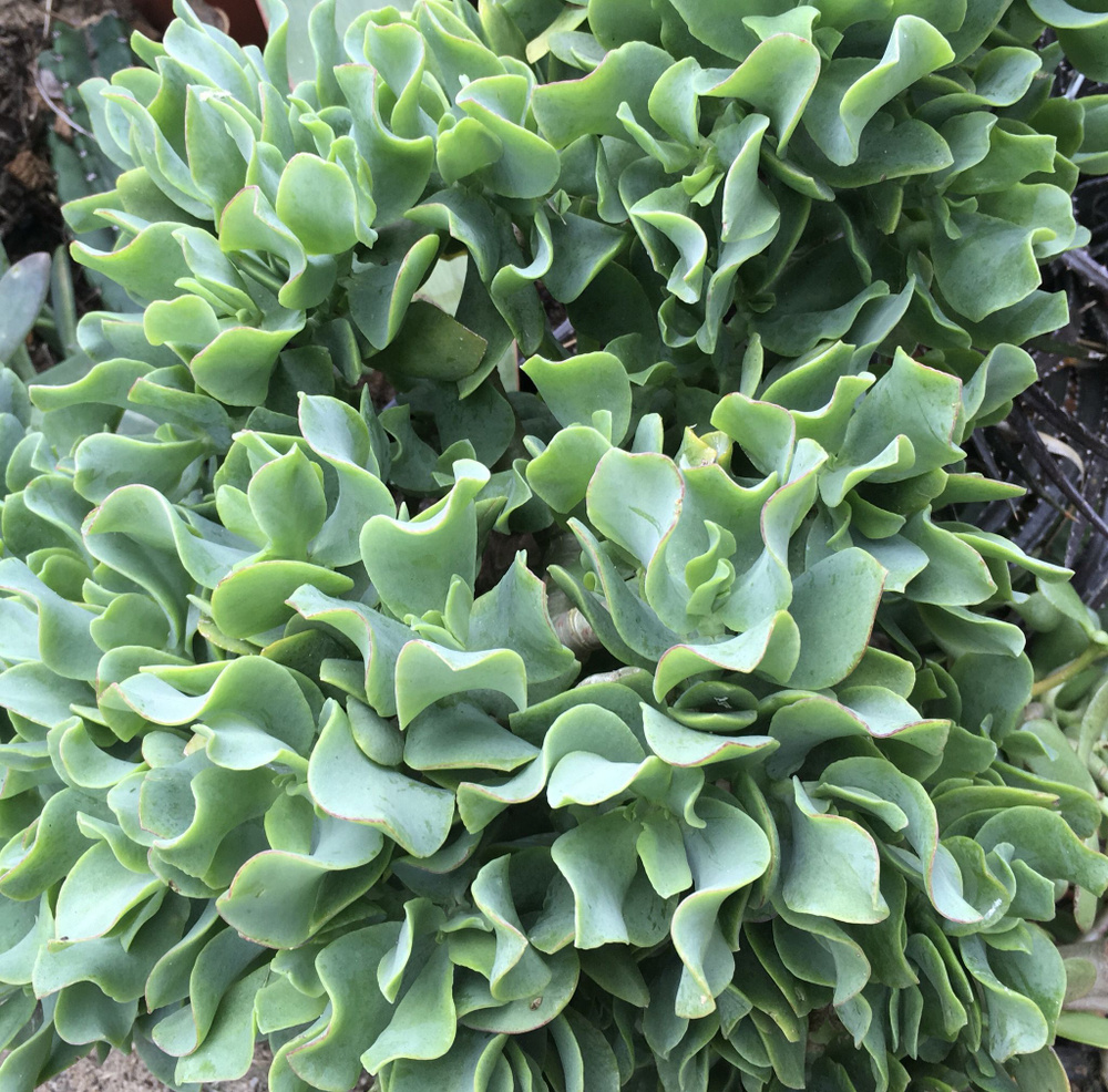 крассула Blue Bird/Синяя птица - купить с доставкой по выгодным ценам в ...