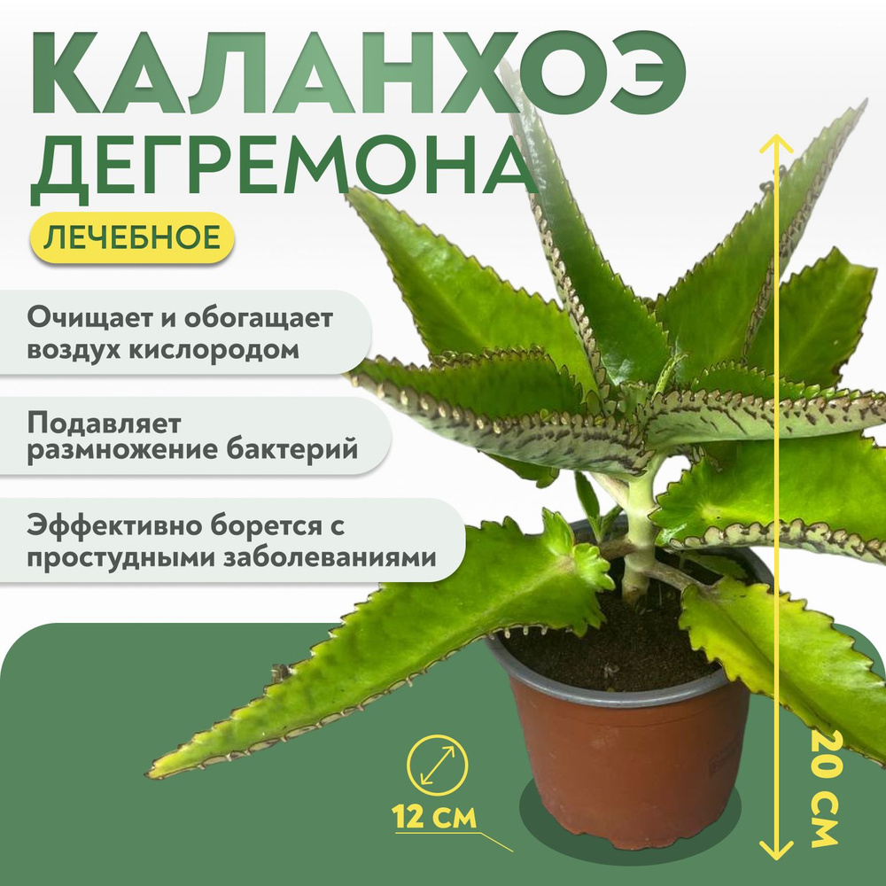 Каланхоэ, 20 см, 1 шт #1