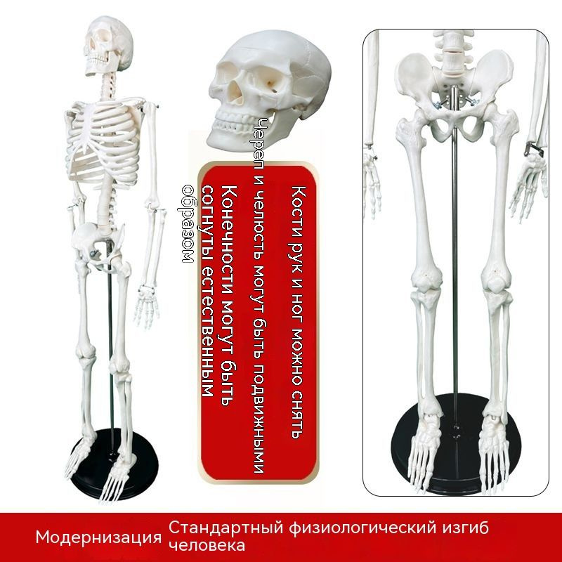 Модель скелета человека 85см. - купить с доставкой по выгодным ценам в ...