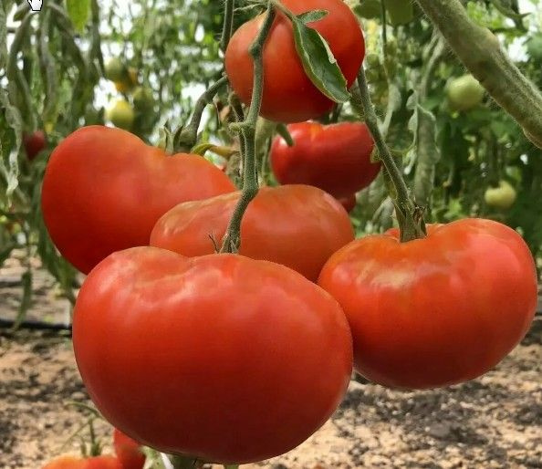 Томаты помидоров (томат) - купить по выгодным ценам в интернет-магазине  OZON (1288648006)