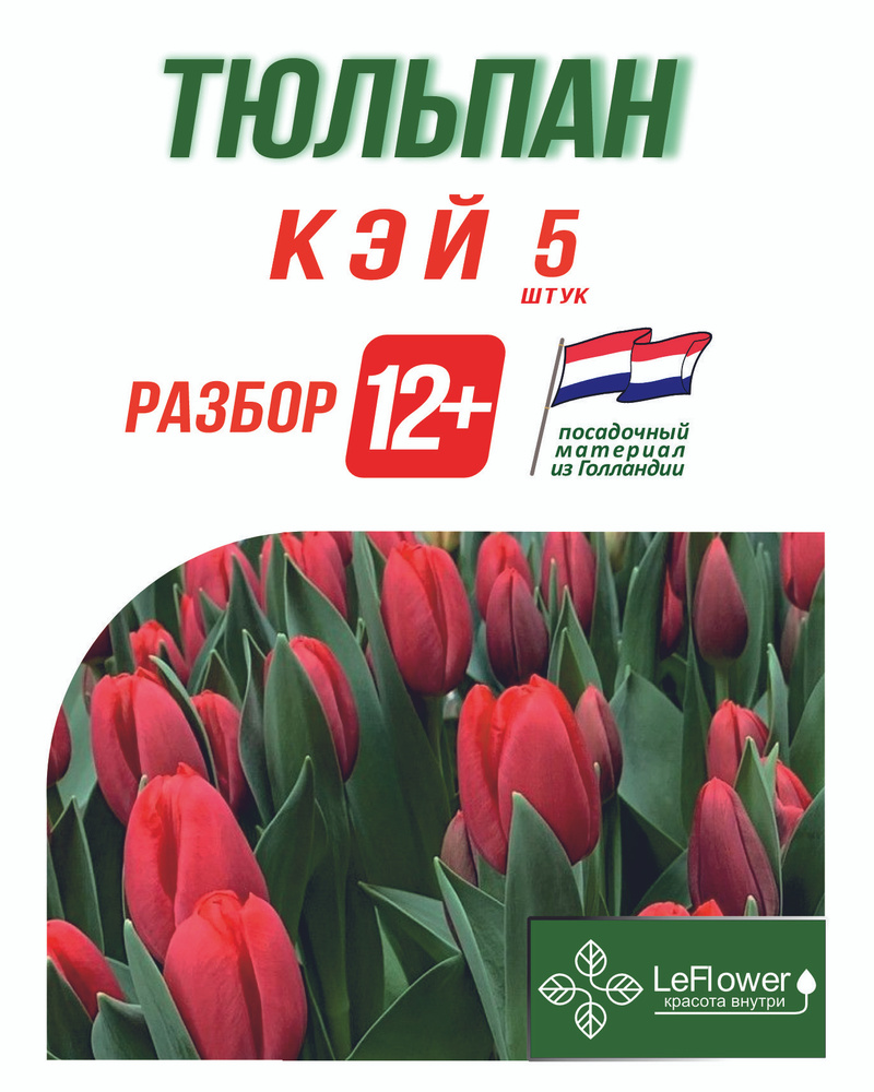 Тюльпан Луковица, Кэй 5 шт, разбор 12+ #1