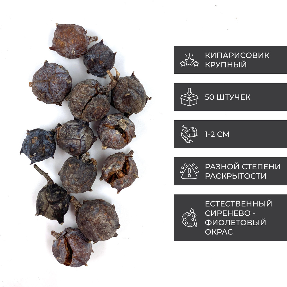 Кипарисовик крупный 1-2 см - 50 шт, набор мелких шишек для творчества, гальванирования и для создания #1
