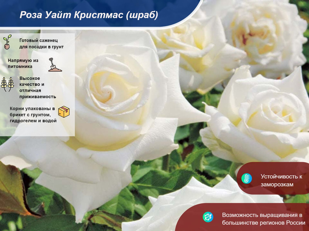 Саженец #1