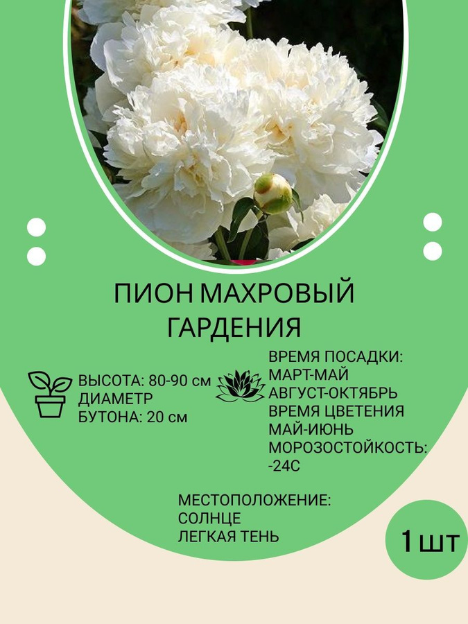 Пион махровый описание. Пион gardenia. Пион Гардения. Саженец махровый.