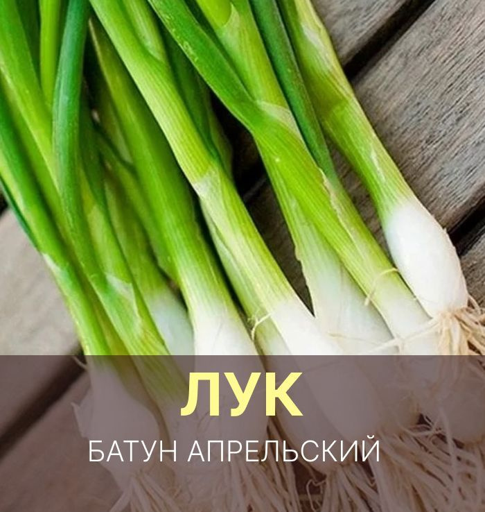 Лук батун апрельский