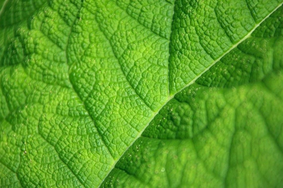 БИО-комплекс МАГ Средство от паутинного клеща аэрозоль 1л - купить с ...