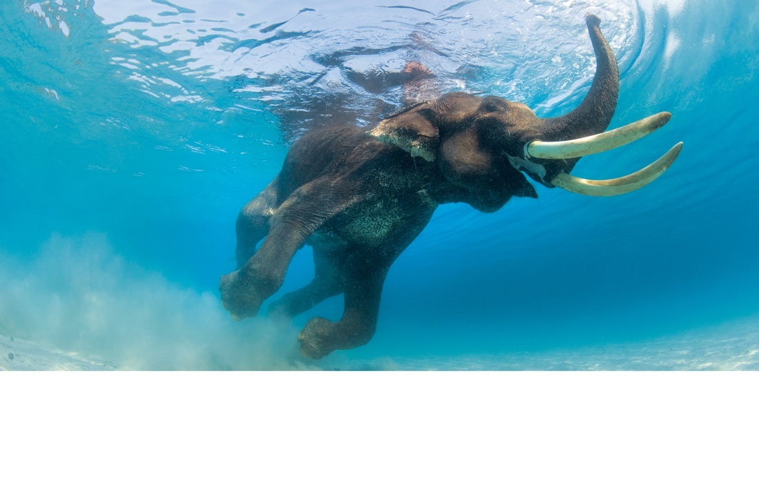 Океаны. Иллюстрированный атлас | Oceans: An Illustrated Atlas - Ozon image 5