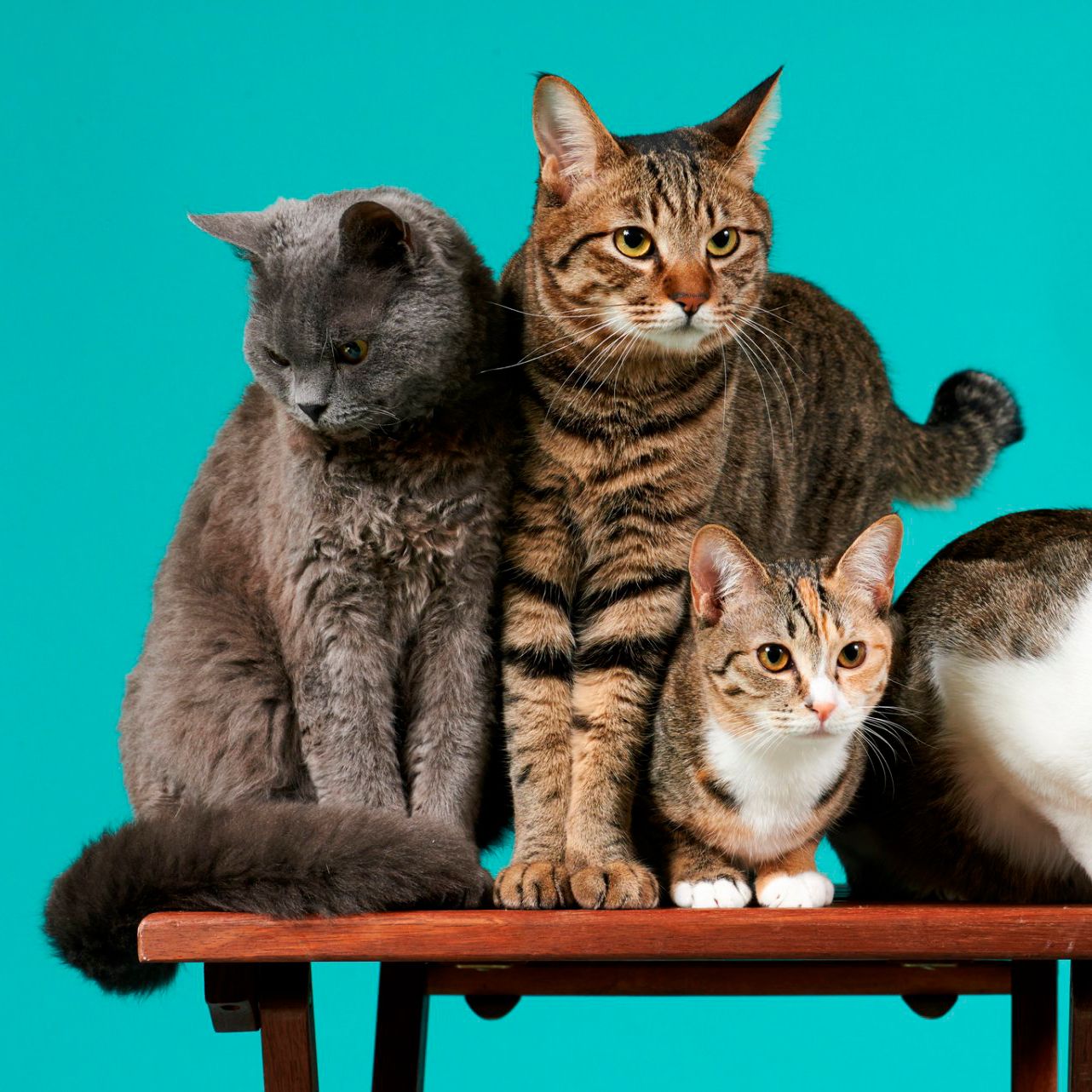 4 кота. Четыре кошки. Четыре котенка. Четверых кошки. Семья кошек 4.