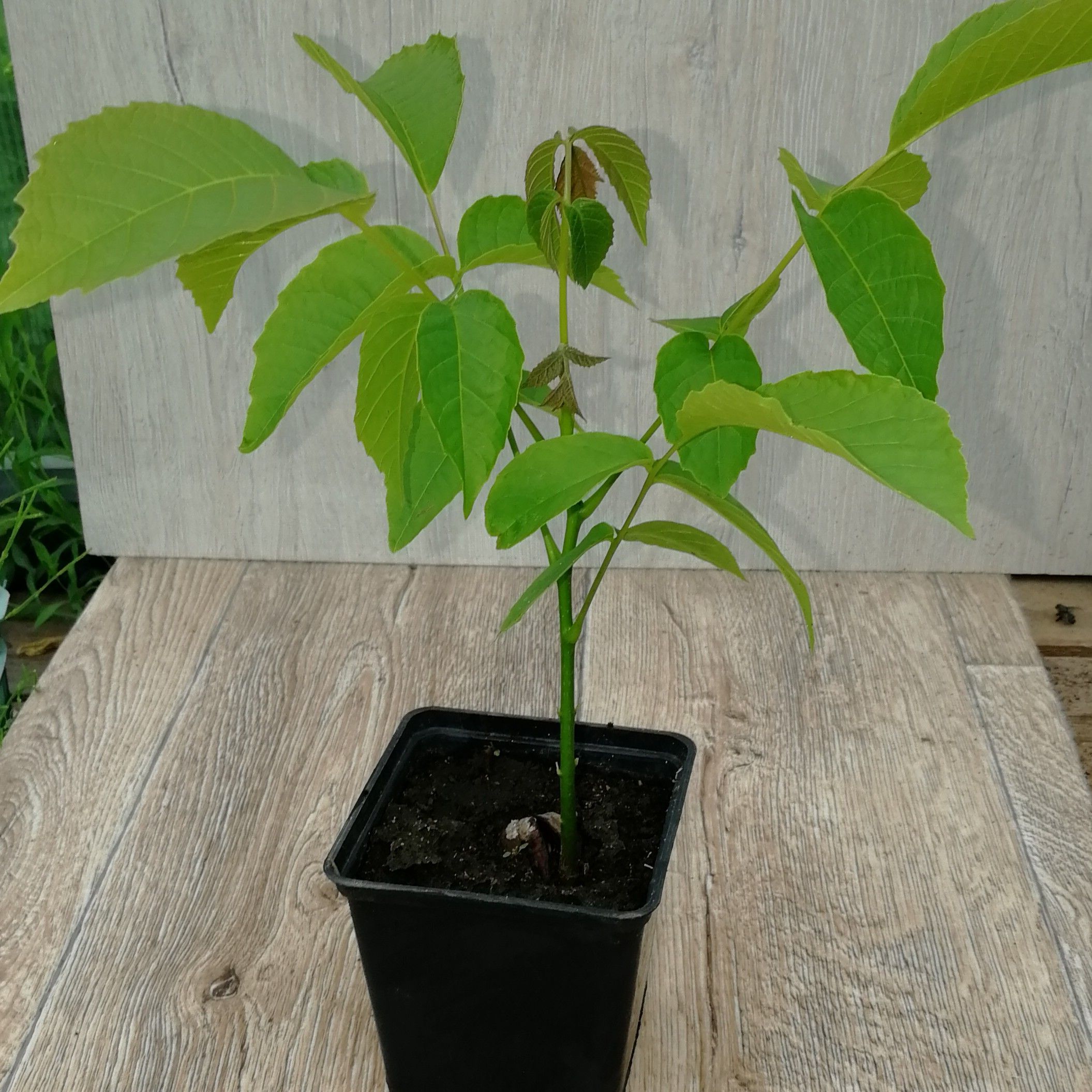 Уход за саженцем ореха