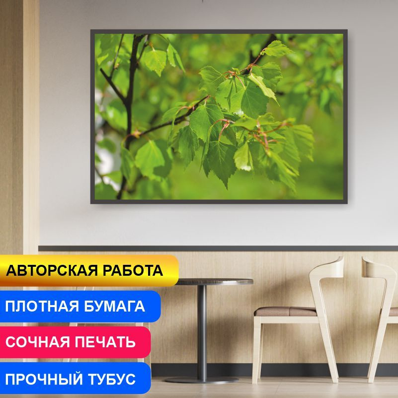 Постер "Молодые Листья Березы Урал" 40х30 см / постеры для интерьера / картина на стену / картина интерьерная #1