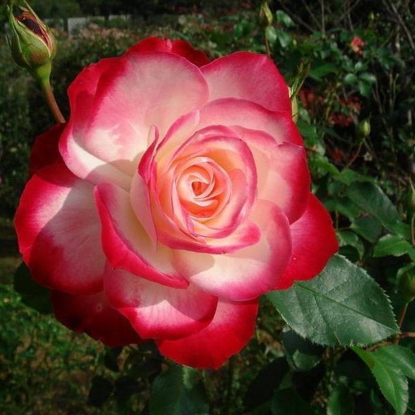 Роза флорибунда Мейян Жюбиле дю Принц де Монако - купить с доставкой по ...