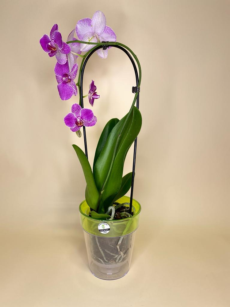 Ободок с орхидеями