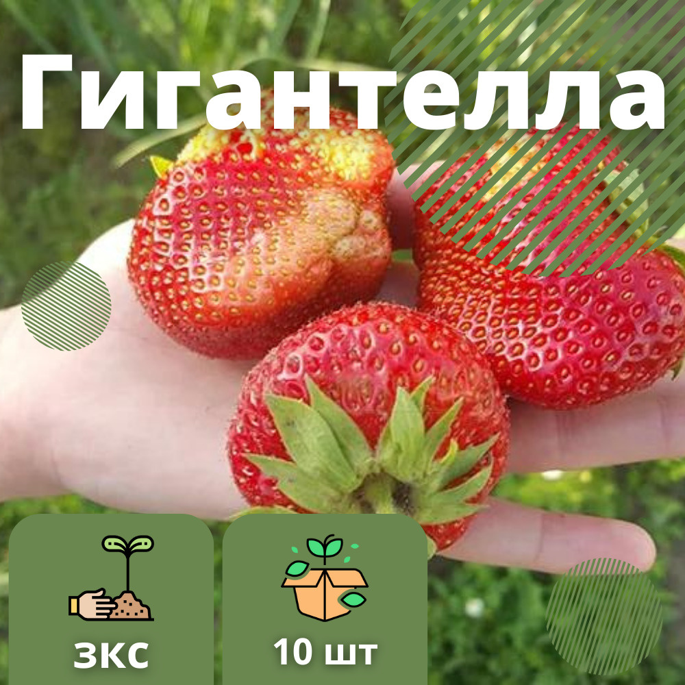 Клубника "Гигантелла", 10 штук саженцев - купить с доставкой по ...