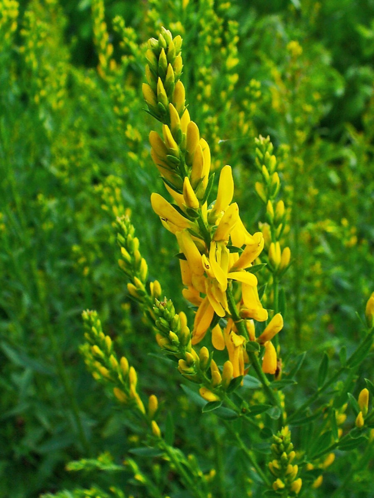 Семена Дрок красильный (Genista tinctoria), 20 штук #1