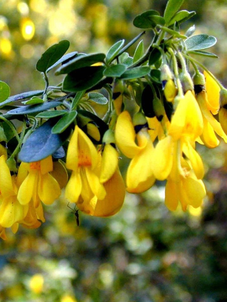 Семена Ракитник опушенный (Cytisus villosus), 10 штук #1