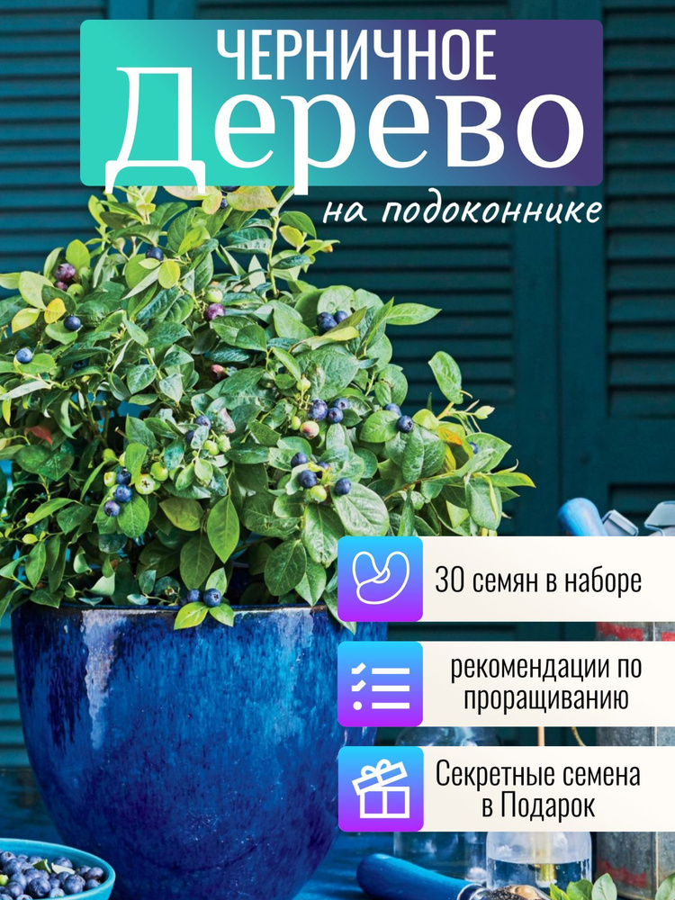 Черничное Дерево семена 30 шт + Бонус + Рекомендации по проращиванию  #1