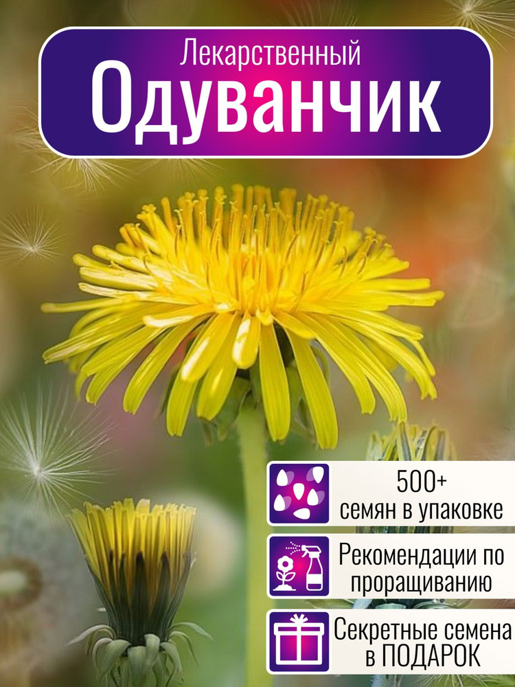 Как приготовить настои из этого растения